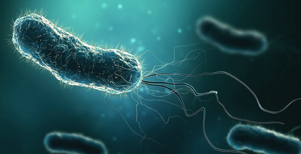 Helicobacterpylori.jpg